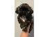 PoulaTo: Havanese Bison